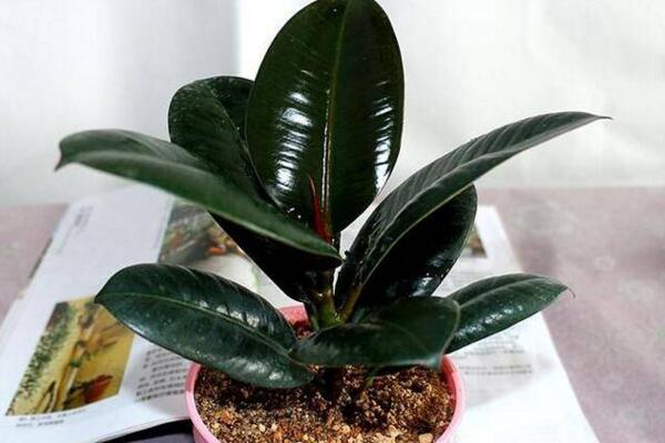 橡皮樹為什么老掉葉子，主要是日常管理出現(xiàn)疏忽