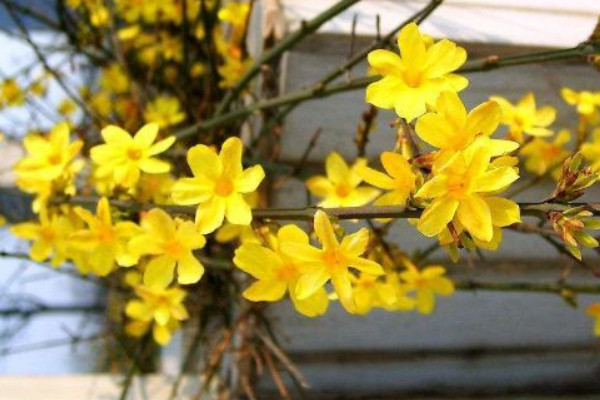 迎春花和報春花的區(qū)別