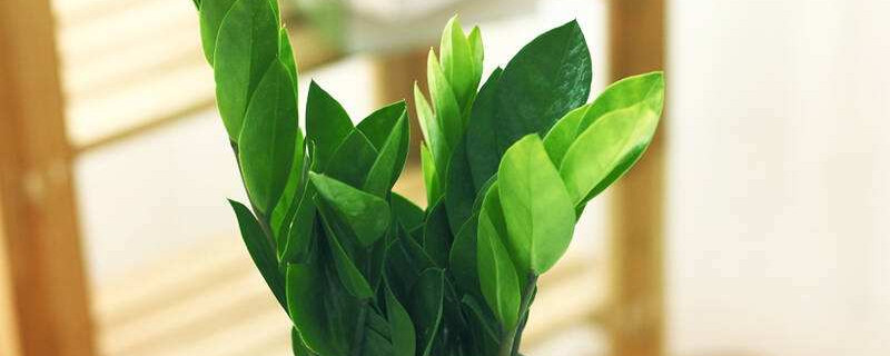 金錢樹葉子發(fā)黃葉桿枯萎怎么回事