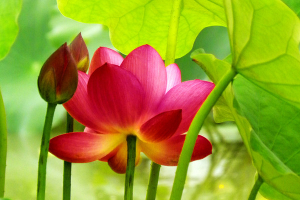 水養(yǎng)荷花為什么不開花