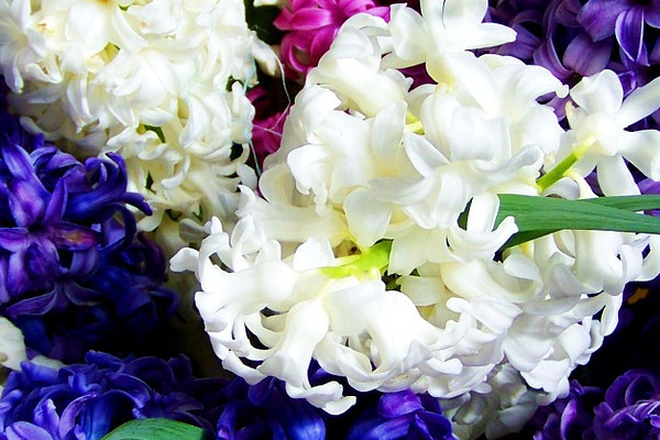 風信子秋天會發(fā)芽嗎