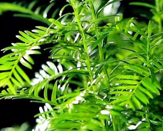 東北紅豆杉與南方紅豆杉有什么區(qū)別，介紹最簡(jiǎn)單的三種區(qū)別方法