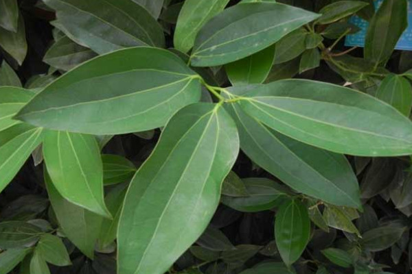 平安樹(shù)掉葉子是怎么回事