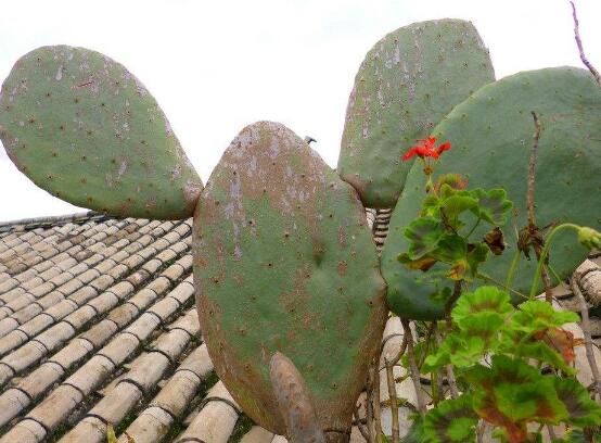 仙人掌的藥用價(jià)值，盤(pán)點(diǎn)仙人掌八大藥用療效