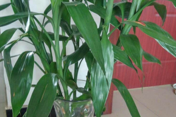 富貴竹長蟲子了怎么辦