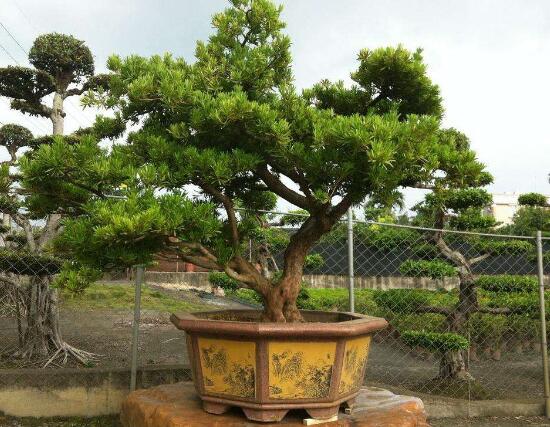 羅漢松怎么施肥，羅漢松施肥方法