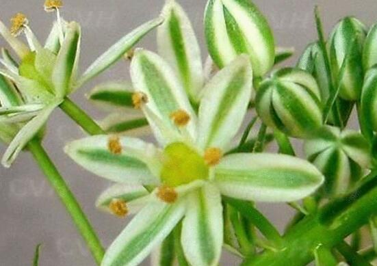 萬年青種類及圖片大全，盤點做好看的六大種類