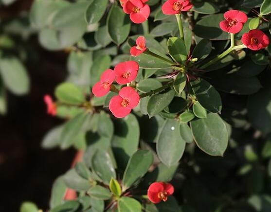 大葉虎刺梅怎么養(yǎng)，保證足量光照/溫暖濕潤(rùn)環(huán)境