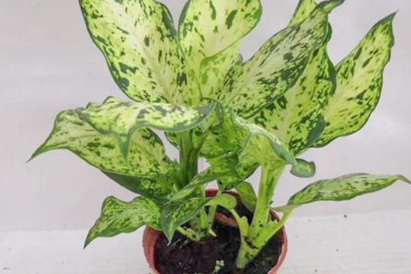 萬(wàn)年青放哪