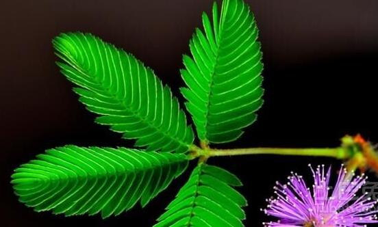 常碰含羞草有毒嗎，導致頭發(fā)眉毛發(fā)黃脫落(最好避免)