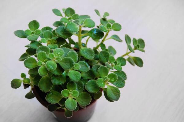 碰碰香的汁液有毒嗎，沒(méi)有任何毒性