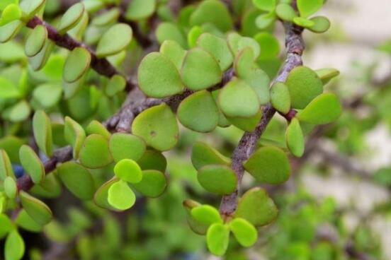 燕子掌葉子變軟怎么辦，教你最常見兩種解決辦法(光照與施肥)