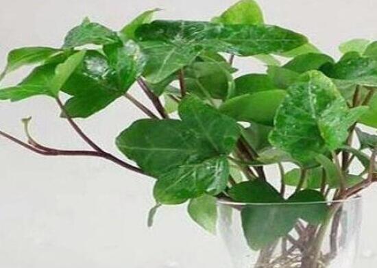 常春藤水培怎么生根快，教你六大方法快速生根