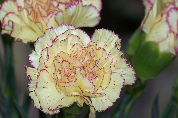 康乃馨播種時(shí)間和方法