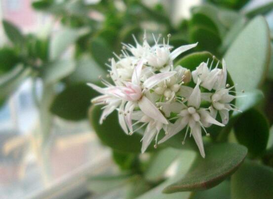 玉樹可以放在室內(nèi)嗎，小心碰觸導(dǎo)致瘙癢、腫痛(有毒)