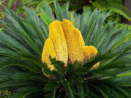 鐵樹(shù)開(kāi)花好不好，象征著幸福、吉祥、富貴