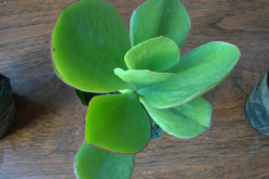 燕子掌葉片可以扦插嗎，4步即可完成燕子掌葉插