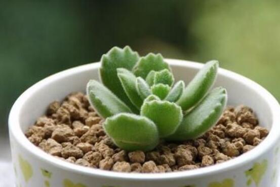 熊童子葉斑病怎么辦，及時(shí)摘除病葉、噴灑藥物治療