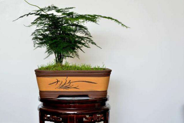 文竹施肥用什么肥料，文竹四季施肥要點(diǎn)