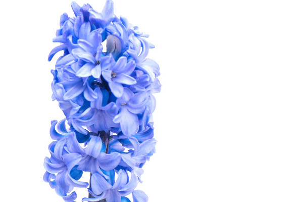 風(fēng)信子的養(yǎng)殖方法與注意事項(xiàng)