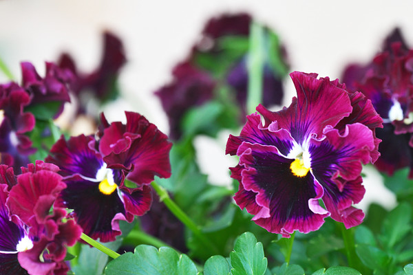 紫羅蘭花長(zhǎng)蟲(chóng)子該怎么收拾