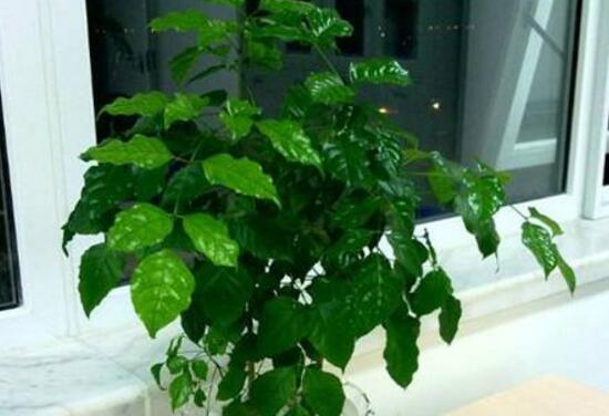 幸福樹怎么繁殖，教你三種繁殖方法(播種/壓條/扦插)