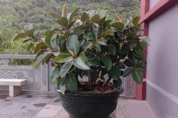 橡皮樹長太高怎么辦，及時的移動并修剪