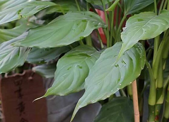 萬年青的作用，凈化空氣、利尿、解毒