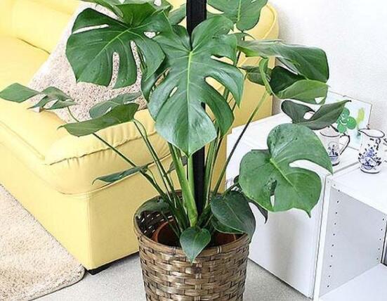 龜背竹好養(yǎng)嗎，老農總結最好養(yǎng)的六點基本方法