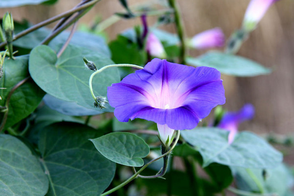 牽?；ㄔ趺捶乐雇介L與腐爛