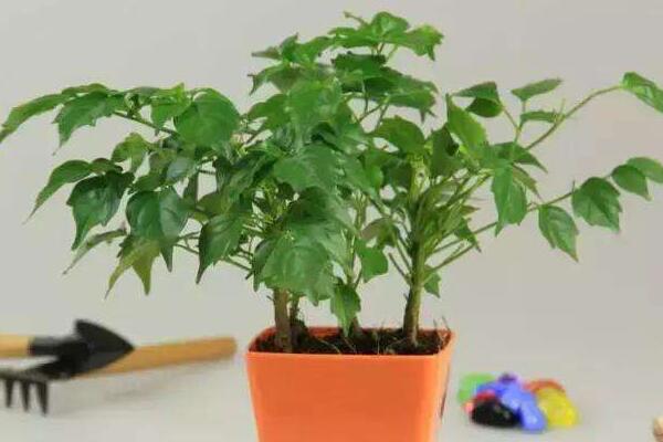 幸福樹葉尖發(fā)黑掉葉子，主要是這幾種原因造成的