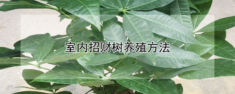 室內(nèi)招財(cái)樹養(yǎng)殖方法