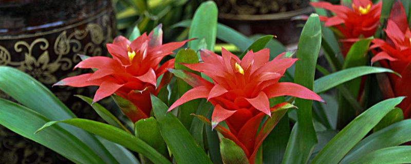 鴻運(yùn)當(dāng)頭和水塔花一樣嗎