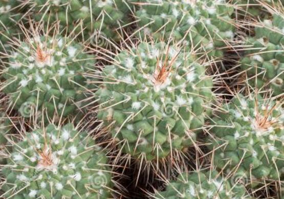 好看的仙人掌圖片欣賞，純天然氧吧，釋放氧氣