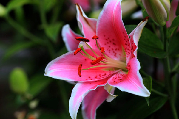 百合盆栽養(yǎng)殖注意事項