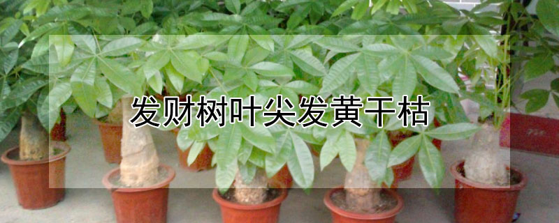 發(fā)財樹葉尖發(fā)黃干枯