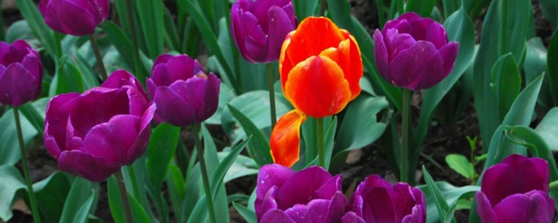 郁金香沒光照會合上嗎