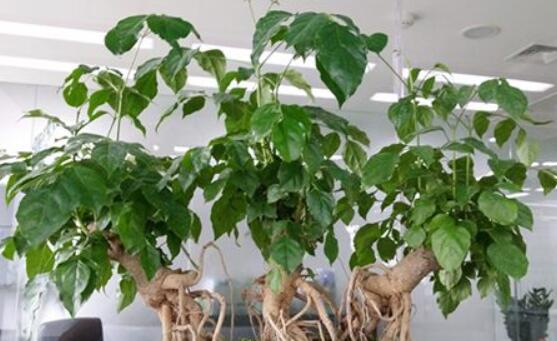 幸福樹(shù)葉子一碰就掉，教你四種原因以及解決方法