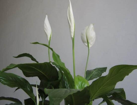 一帆風順花怎么移植，教你六個簡單易學步驟