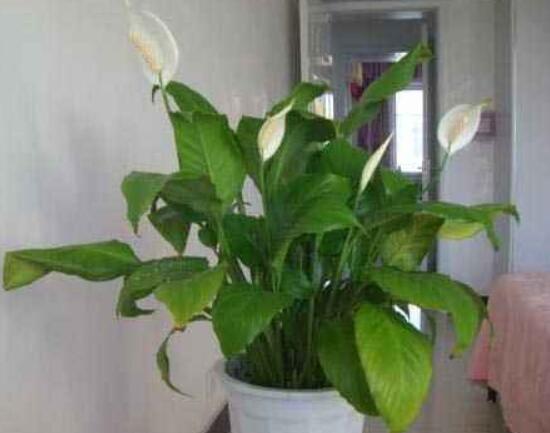 一帆風(fēng)順蔫了怎么補(bǔ)救，四種原因以及補(bǔ)救辦法