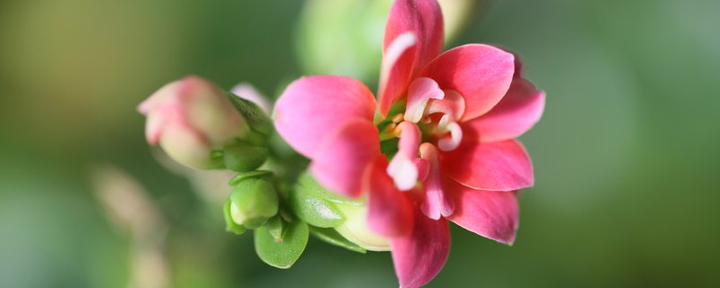 長(zhǎng)壽花冬天可以放在外面嗎