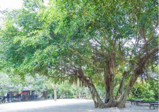 家里為什么不能養(yǎng)榕樹，養(yǎng)榕樹真的不吉利嗎