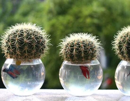 仙人球能治什么病，仙人球的作用與功效