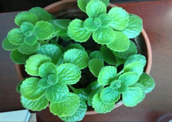 碰碰香夏天怎么養(yǎng)，做好四個要點便可安然度夏