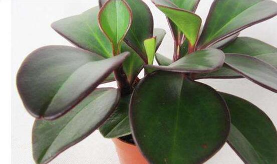 紫邊碧玉的養(yǎng)殖方法，老農總結的七個基本方法