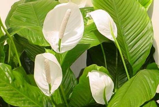 一帆風(fēng)順有什么作用，一帆風(fēng)順的作用功效