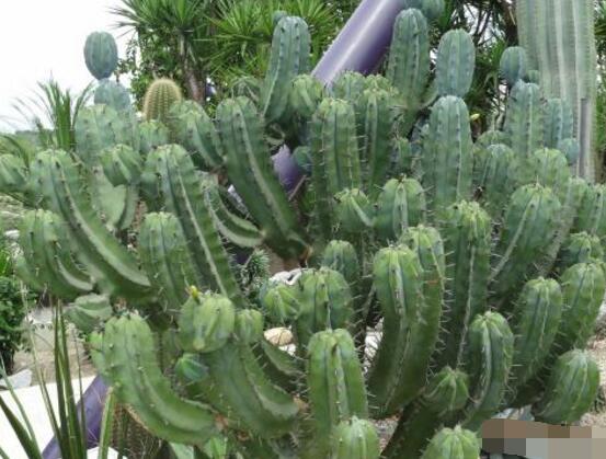 好看的仙人掌圖片欣賞，純天然氧吧，釋放氧氣