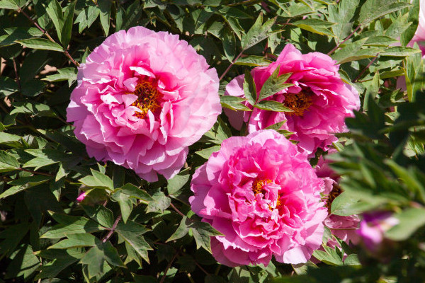 春節(jié)盆栽牡丹開花后怎么管理