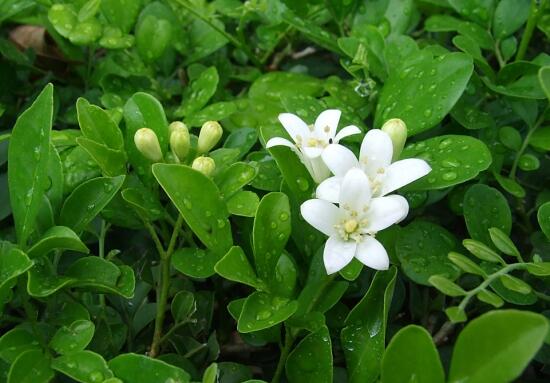 九里香葉子為什么發(fā)黃，九里香葉子發(fā)黃怎么辦