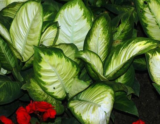 萬年青種類及圖片大全，盤點做好看的六大種類